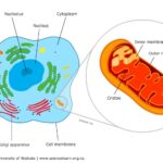 DEUTERIUM HARMS MITOCHONDRIAL FUNCTIONS. ACCELERATES AGING and FAVORS CANCER CELL PROLIFERATION
