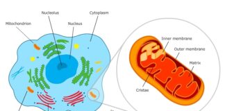 DEUTERIUM HARMS MITOCHONDRIAL FUNCTIONS. ACCELERATES AGING and FAVORS CANCER CELL PROLIFERATION